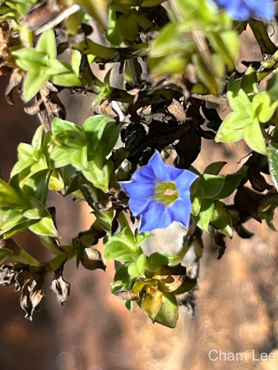 Gentiana pedicellata subsp. zeylanica (Griseb.) Halda